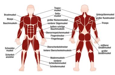 Kaslı erkek vücut kasları Alman adları grafik