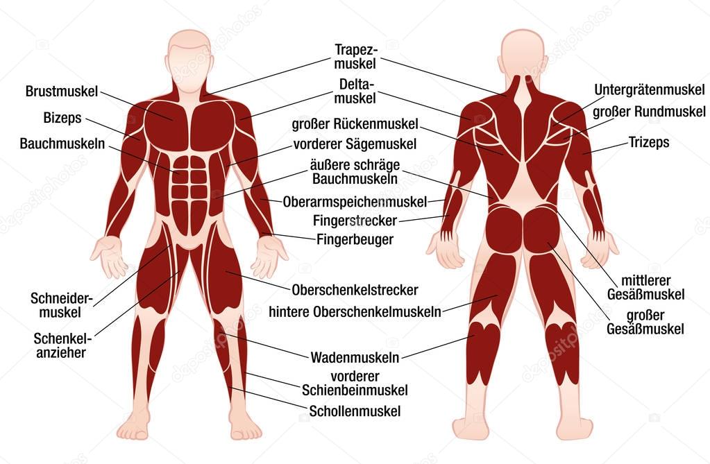 Muscles German Names Chart Muscular Male Body — Stock ...