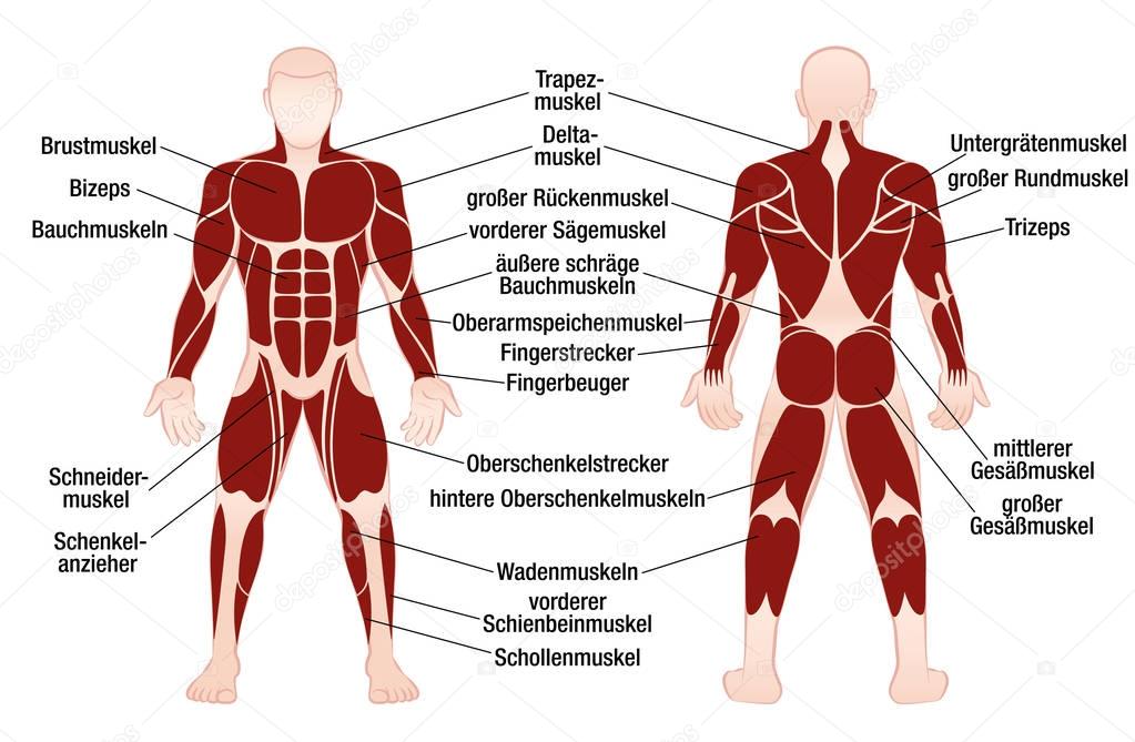 Muscles German Names Chart Muscular Male Body — Stock Vector © Furian