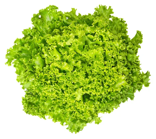 Lollo Bianco lettuce from above on white background — Stock Photo, Image