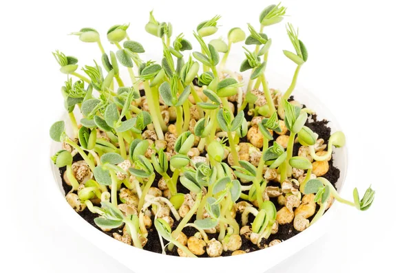 Jonge lupin bean planten in witte plastic lade over Wit — Stockfoto