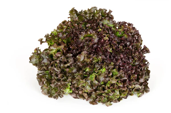 Batavia kırmızı marul önden görünüm üzerinde beyaz