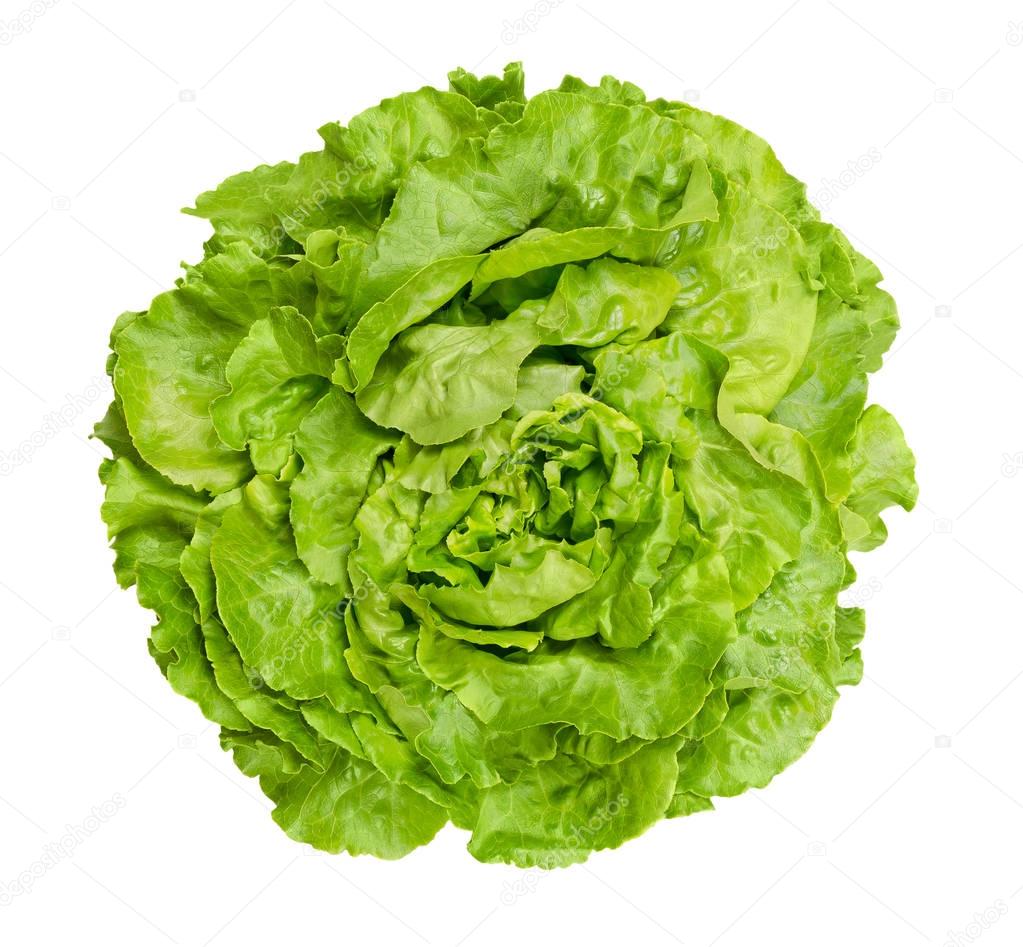 Butterhead lettuce from above over white