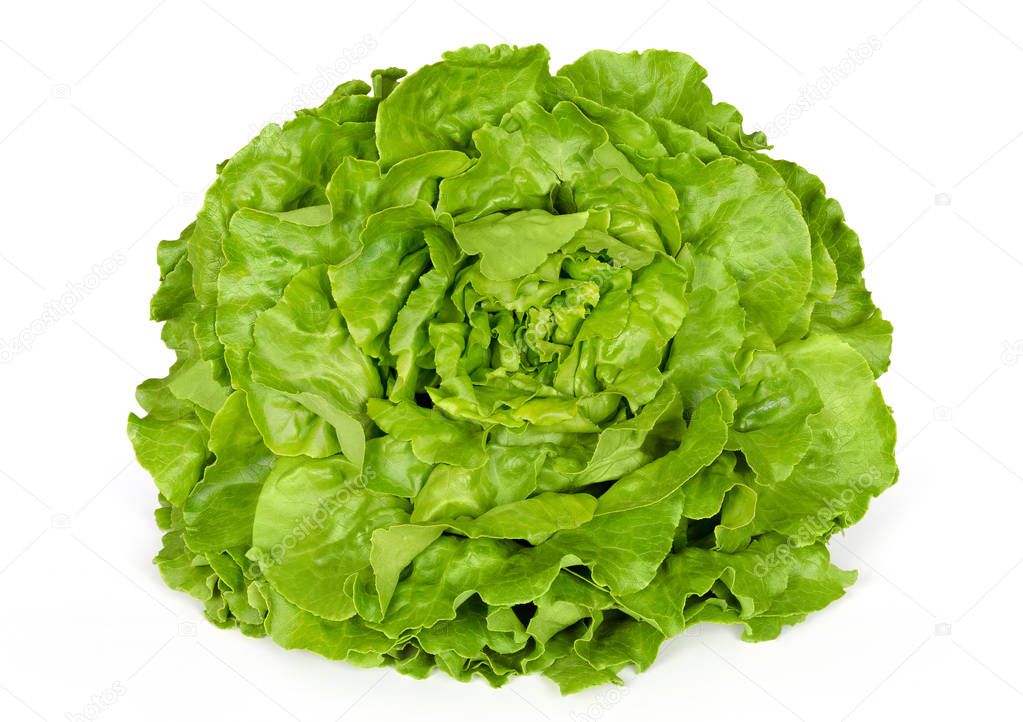 Butterhead lettuce front view over white