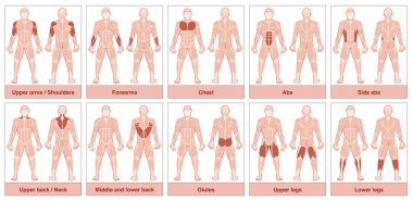 Muscle Groups Chart clipart