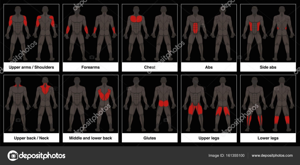 Muscle Chart Back : Muscles German Names Chart Muscular Male Body Muscle Chart With German ...