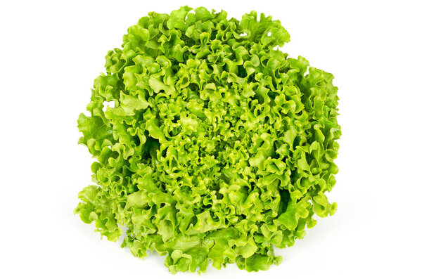 Batavia lettuce front view