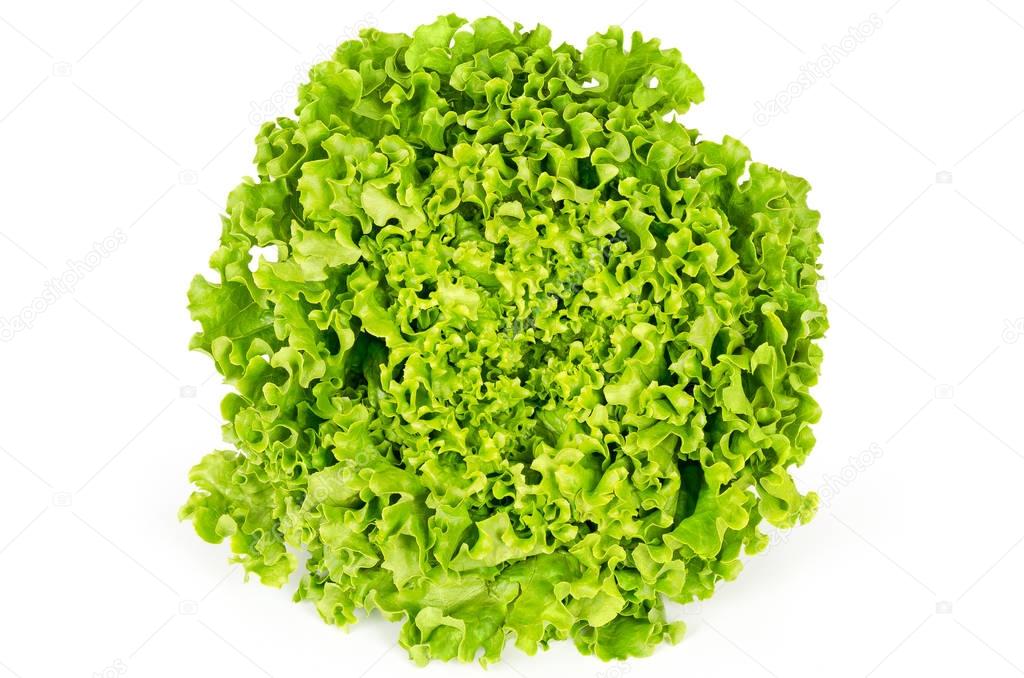 Batavia lettuce front view