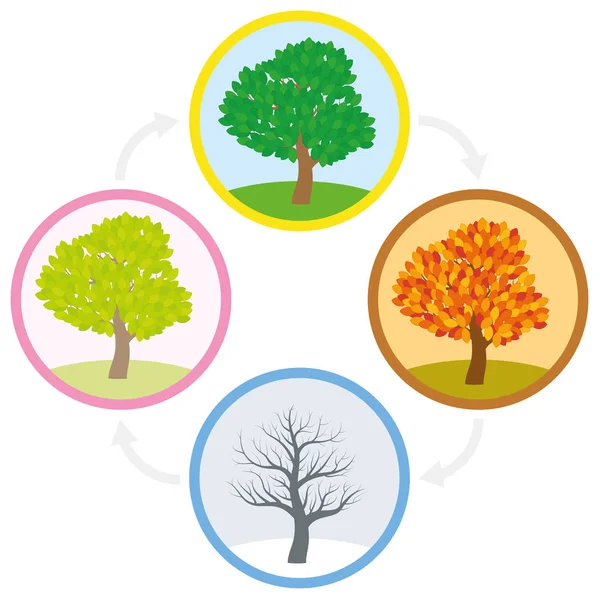 Drzewo wiosna lato jesień zima rocznego cyklu — Wektor stockowy