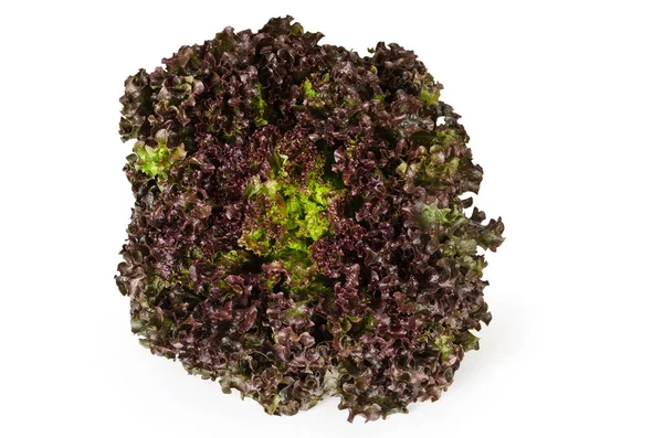 Lollo Rosso салат вид спереди на белый — стоковое фото