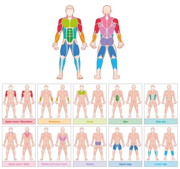 Muskel grupper färgade diagramlinjen — Stock vektor