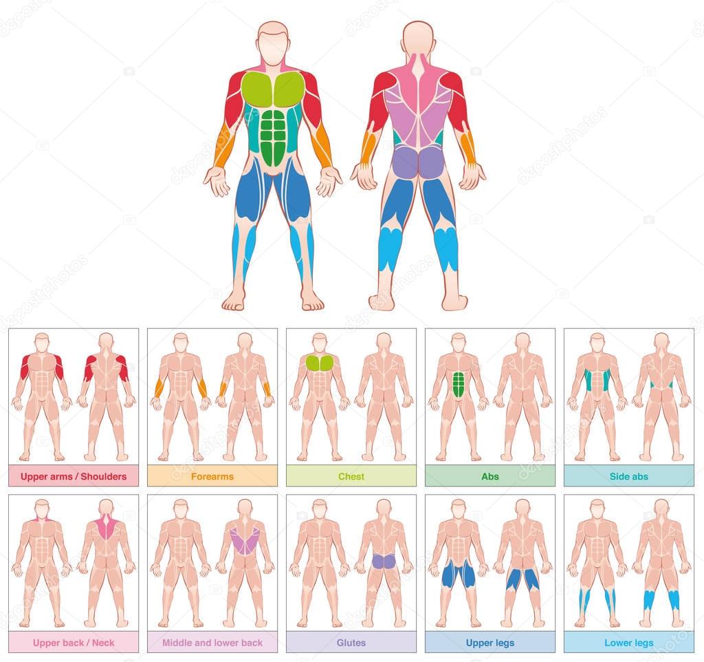 Muscle Groups Colored Chart