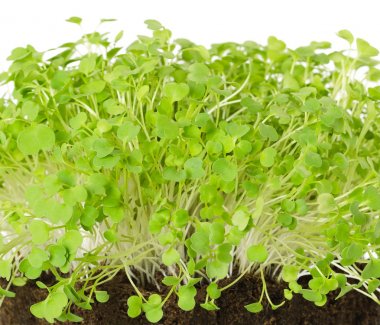 Roket salata lahanası, roka, önden görünüm