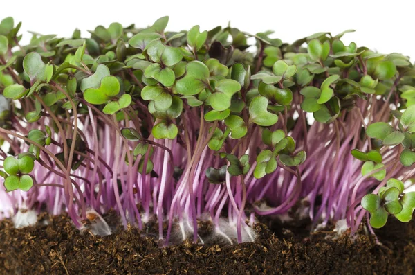 Red cabbage fresh sprouts front view — Stock Photo, Image