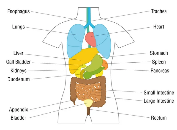 Diagrama esquemático de órgãos internos — Vetor de Stock