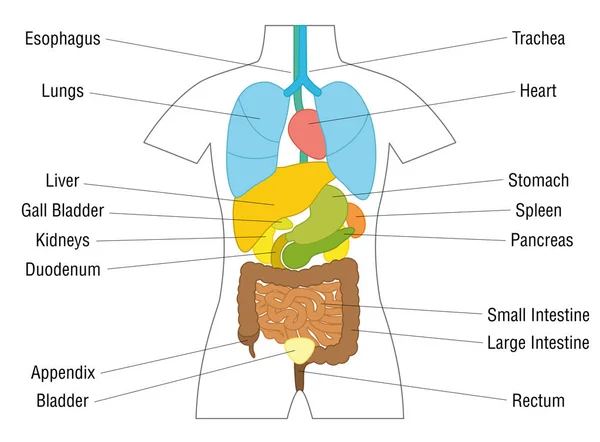 Inre organ Schematisk bild — Stock vektor