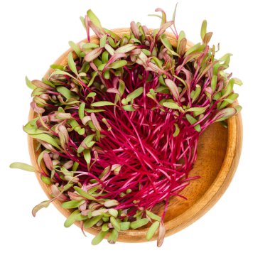 Red beetroot sprouts in wooden bowl over white