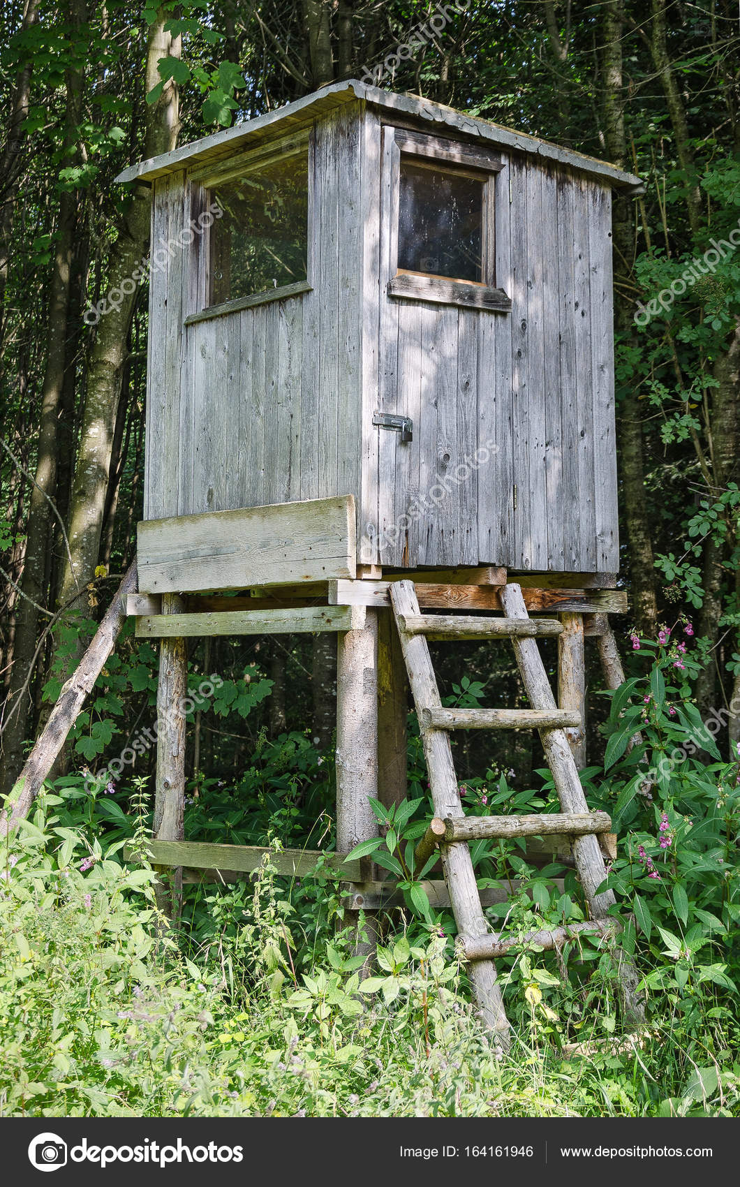 Deer stand in a forest, vertical view — Stock Photo © Furian 164161946
