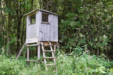 Çayır, dikey görünüm kenarı boyunca ağaç standı