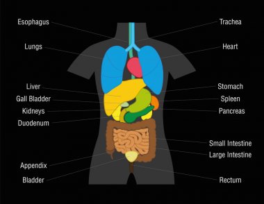 İç organları grafik illüstrasyon