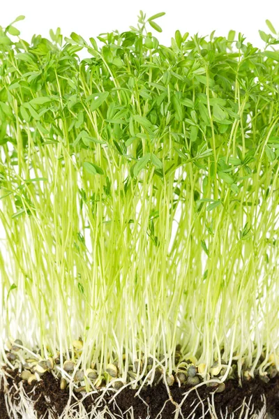 Le Puy groene linzen zaailingen vooraanzicht — Stockfoto