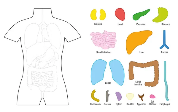 Órganos internos Puzzle Plantilla Educación — Vector de stock