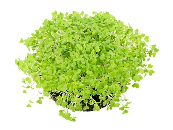 Mizuna seedlings from above — Stock Photo, Image