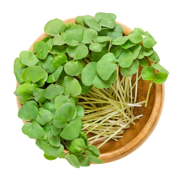 Buğday microgreens ahşap kase