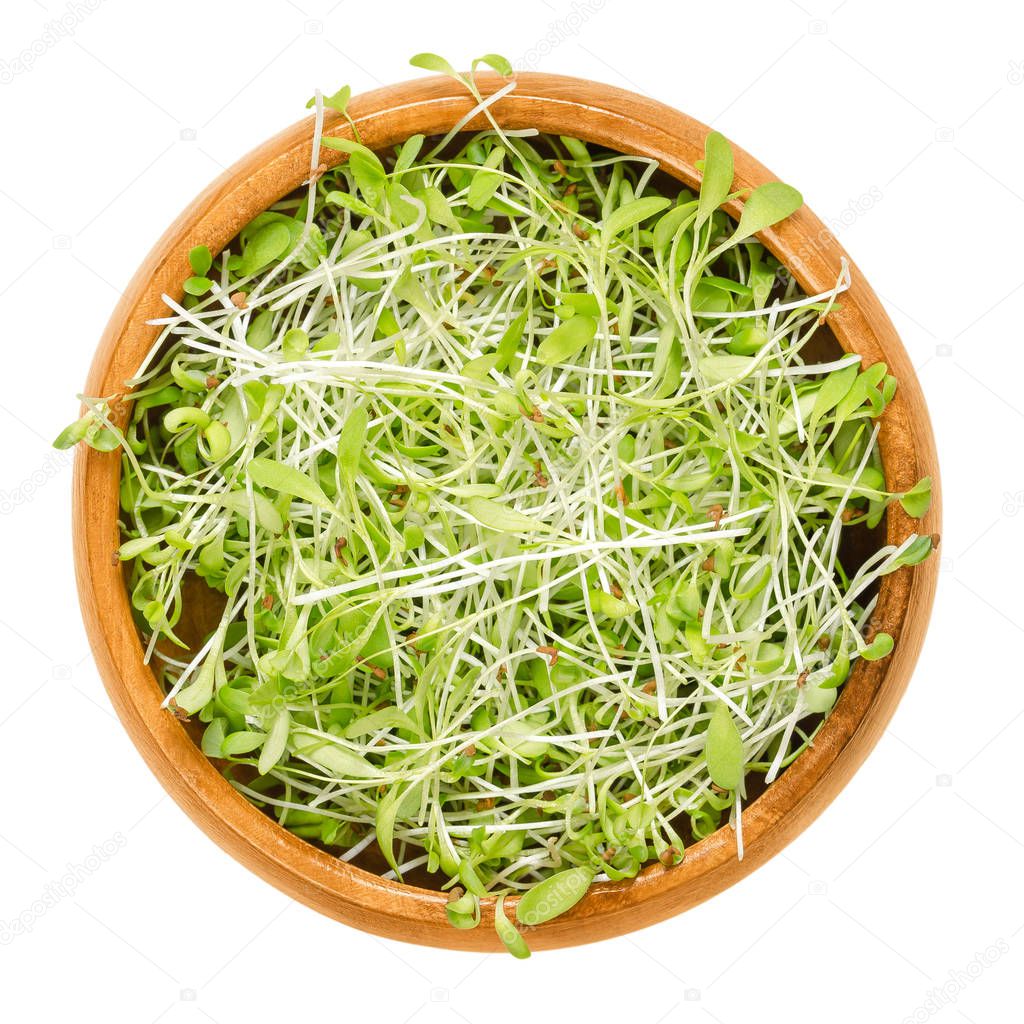 Alfalfa microgreens in wooden bowl over white