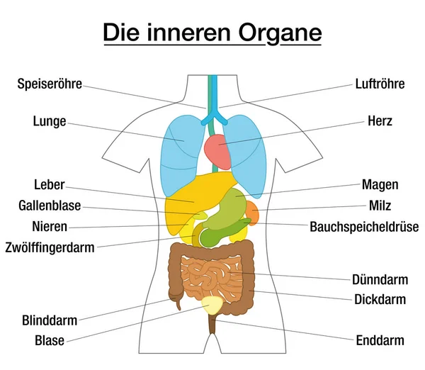 Inner Organs Schematic Diagram German — Stock Vector