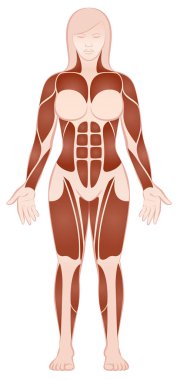 Large Muscle Groups Female Body Front View clipart