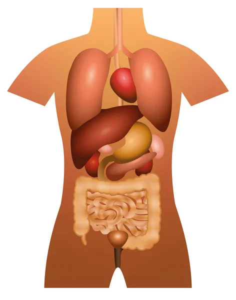 Órganos internos Anatomía humana — Vector de stock