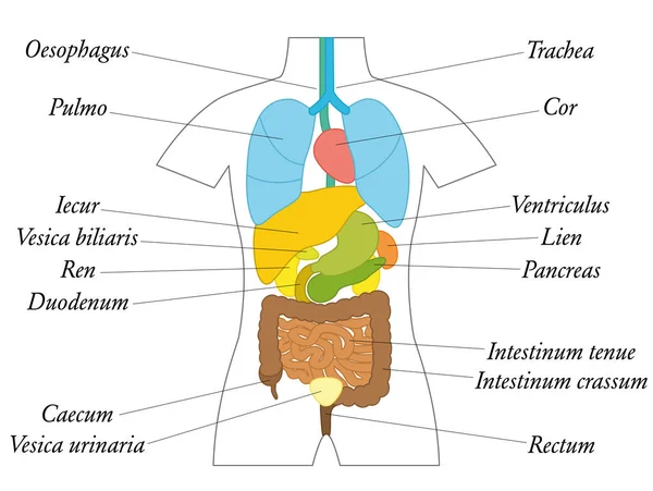 Organos Internos Termos latinos Anatomia Gráfico — Vetor de Stock