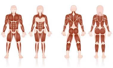 Erkek kadın kas anatomik karşılaştırma