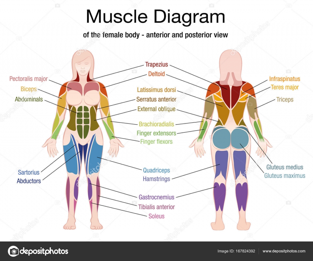 Pictures: female muscle diagram | Muscle Diagram Female Body Names — Stock Vector © Furian ...