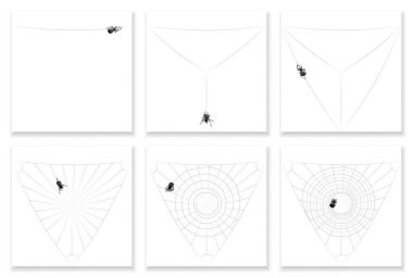 Koçanı Web örümcek Orb Web iplik