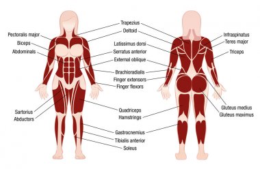 Back Muscle Anatomy Free Vector Eps Cdr Ai Svg Vector Illustration Graphic Art