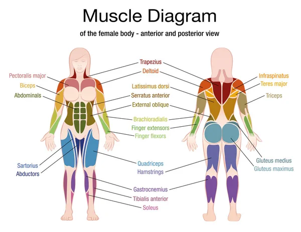 Diagrama muscular Nombres del cuerpo femenino — Vector de stock