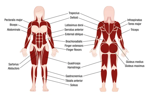 Músculos Gráfico Descrição Corpo Muscular Mulher —  Vetores de Stock