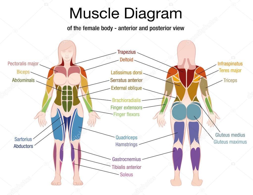 Imágenes: diagrama del cuerpo humano femenino | Diagrama ...