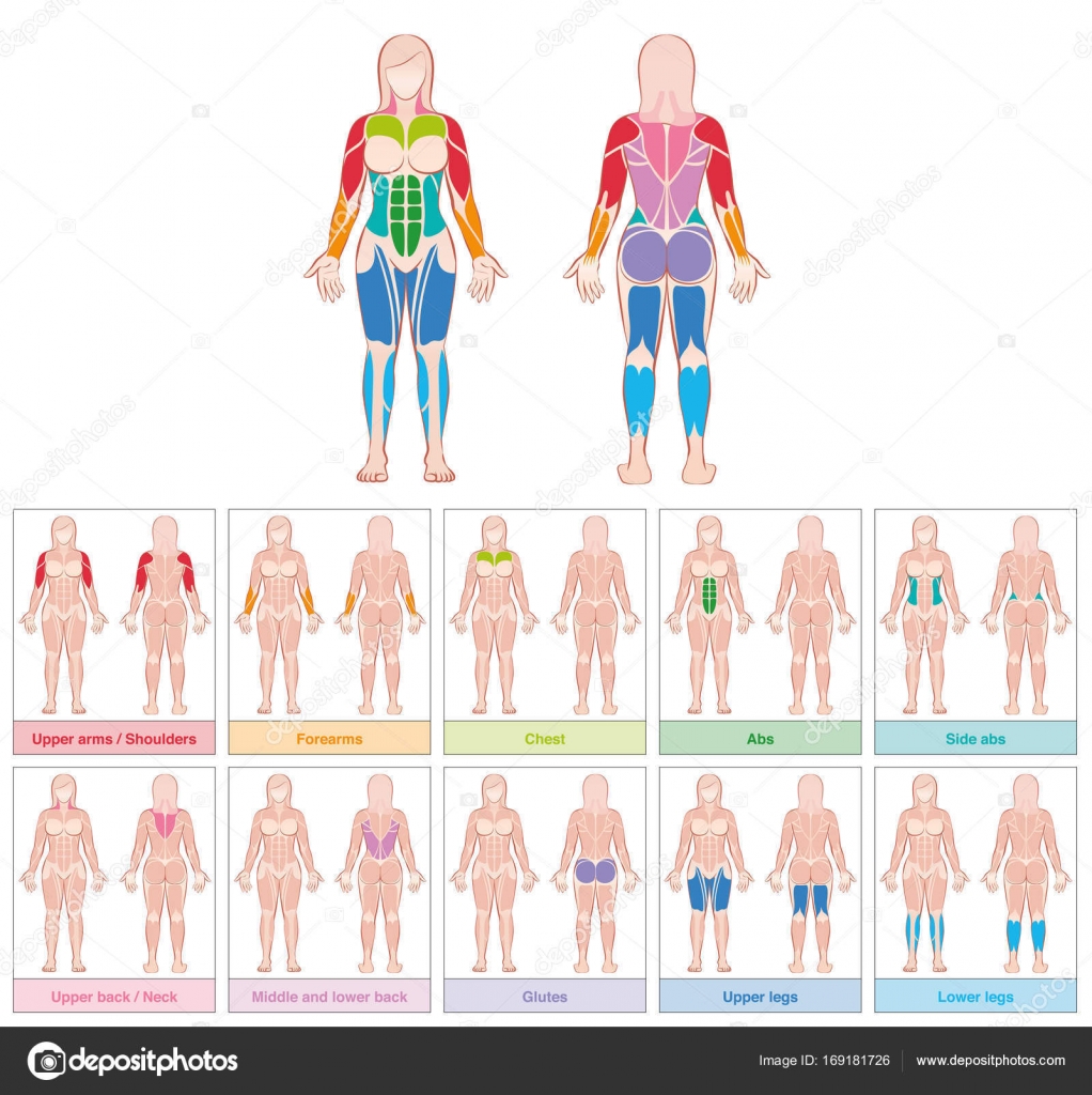 Female Body Chart