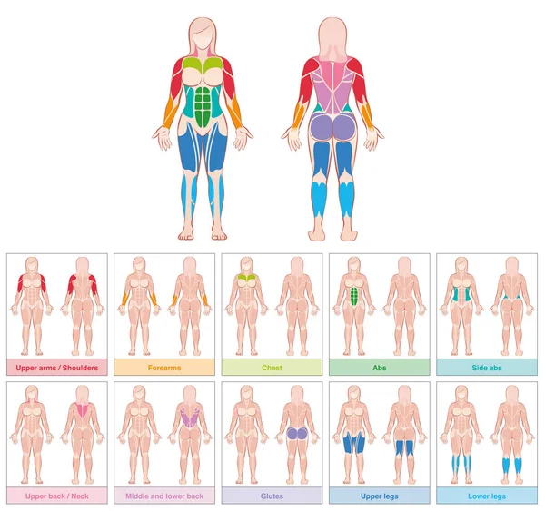 Muskelgruppen weiblicher Körper farbige Tabelle — Stockvektor