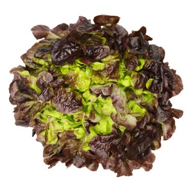 Yukarıda kırmızı meşe yaprak marul üzerinde beyaz