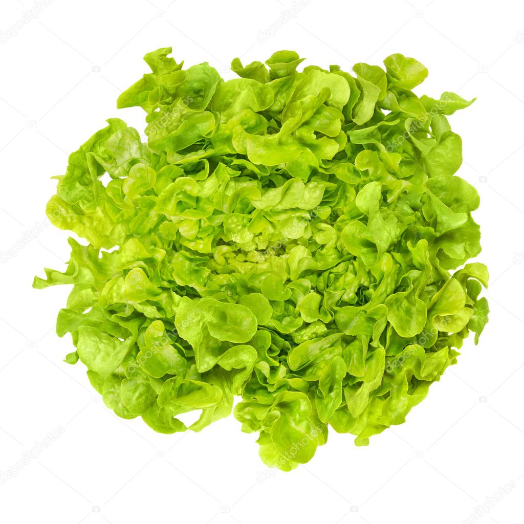 Green oak leaf lettuce from above over white