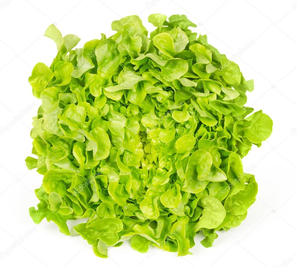 Green oak leaf lettuce front view over white