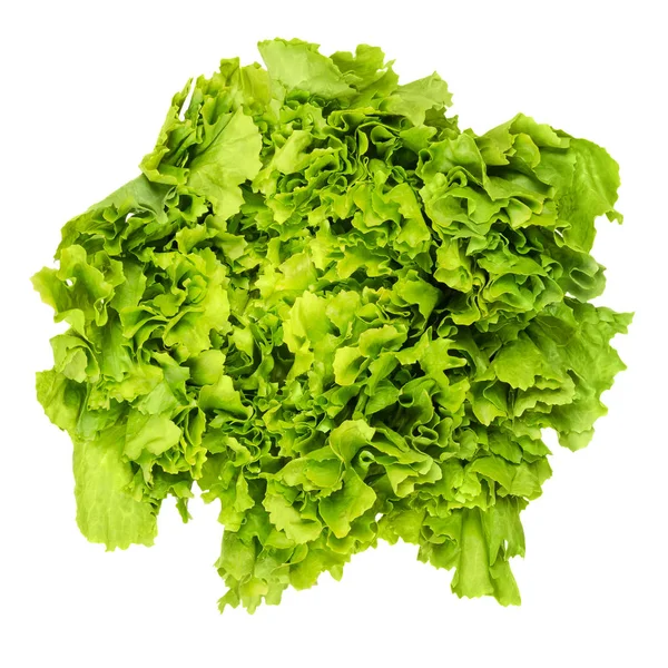 Escarole 꽃 상 추 상 추 머리 위에서 화이트 — 스톡 사진