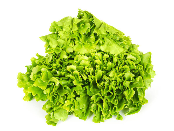 Escarole endive lettuce head front view over white