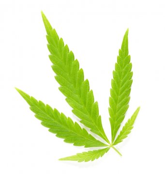 Cannabis fan leaf over white, hemp leaf clipart