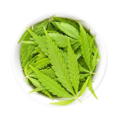 Cannabis leaves, hemp, in white porcelain bowl clipart