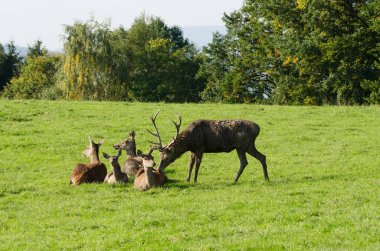 Olgun erkeklere özel doe koklama. Kızıl geyik grup. 